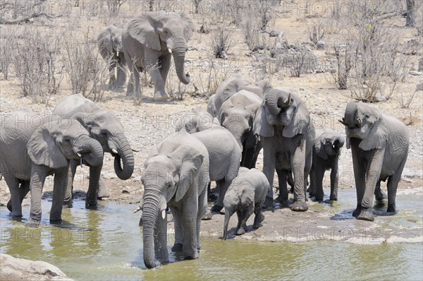 Herd of African Bush Elephants (Loxodonta africana) at Moringa Waterhole