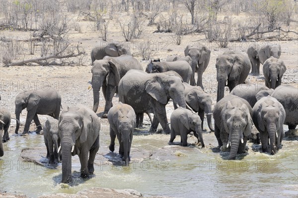 Herd of African Bush Elephants (Loxodonta africana) at Moringa Waterhole