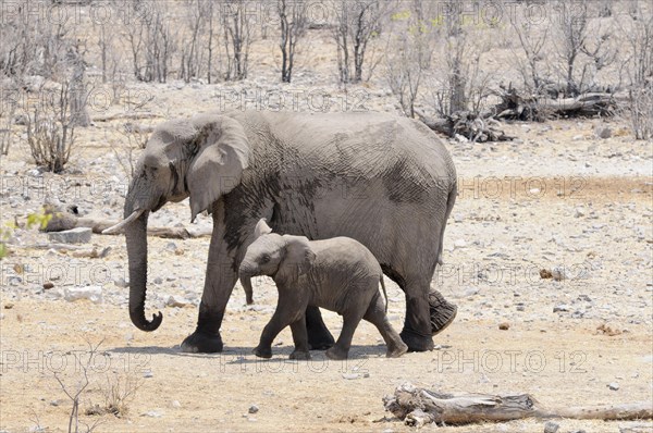 African elephants (Loxodonta africana)