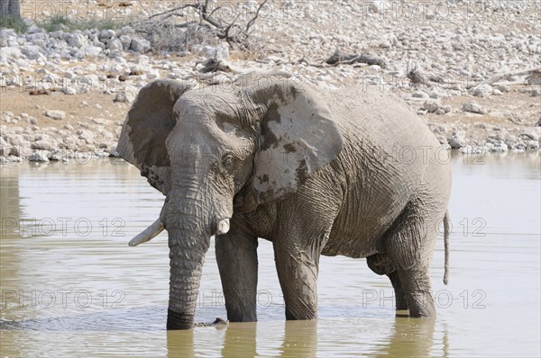 African Bush Elephant (Loxodonta africana) at a waterhole