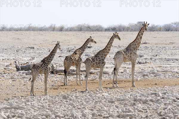 Giraffes (Giraffa camelopardalis) standing at the Okaukuejo waterhole