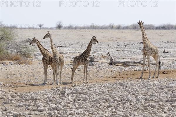 Giraffes (Giraffa camelopardalis) standing at the Okaukuejo waterhole