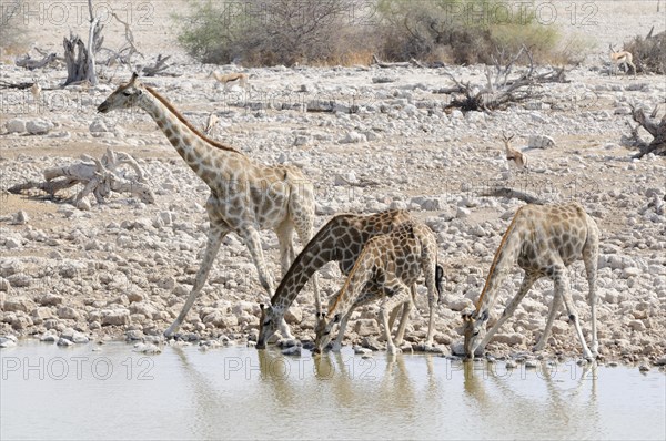 Giraffes (Giraffa camelopardalis) drinking at the Okaukuejo waterhole