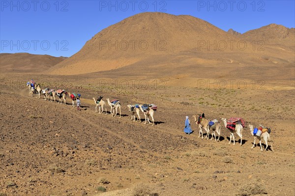 Tuareg men