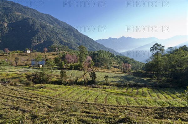 Agricultural landscape with hills and forrest in the back