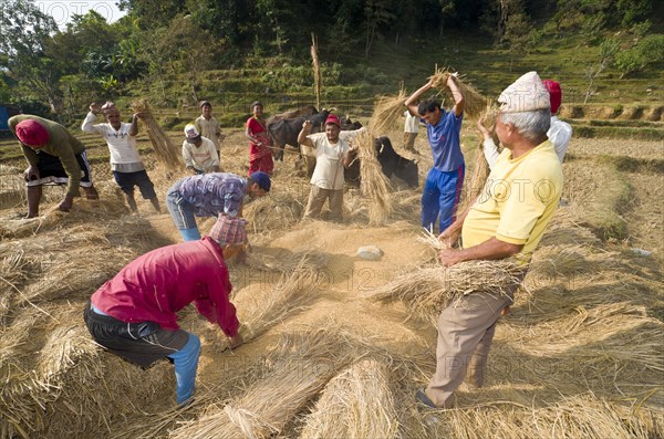 Some men harvesting crops by beating them on a rock