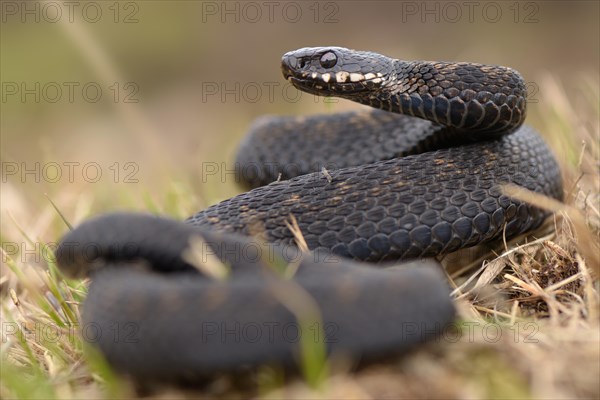 Common European Adder (Vipera berus)