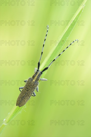 Golden-bloomed grey longhorn beetle (Agapanthia villosoviridescens)