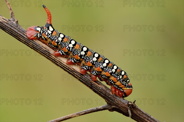 Spurge Hawk-moth (Hyles euphorbiae)