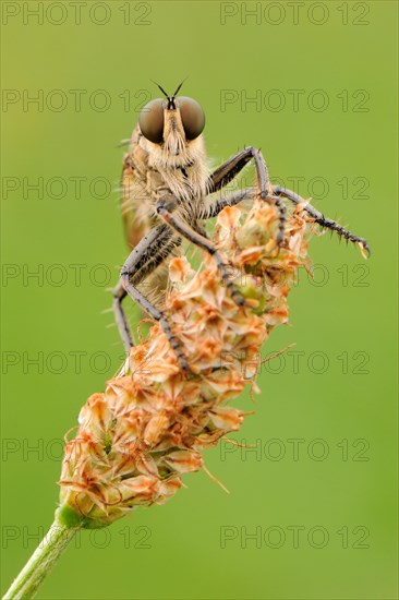 Robber fly (Asiloidea)