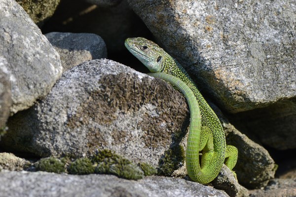 Western Green lizard (Lacerta bilineata)