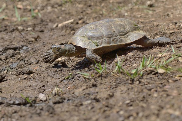Spanish pond turtle (Mauremys leprosa)