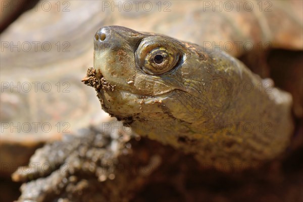 Spanish pond turtle (Mauremys leprosa)