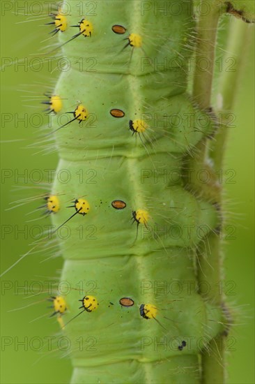 Southern Emperor Moth (Saturnia pavoniella)