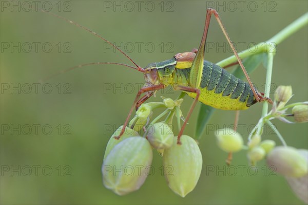 Southern Saw-tailed Bush-cricket