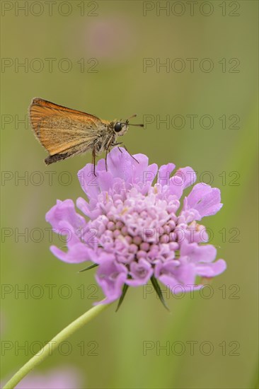 Essex Skipper or European Skipper (Thymelicus lineola) on the inflorescence of a Dove Pincushion Flower (Scabiosa columbaria)