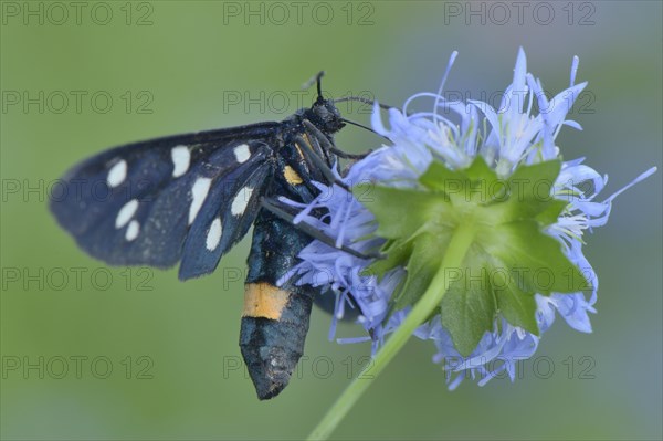 Nine-spotted Moth (Amata phegea)