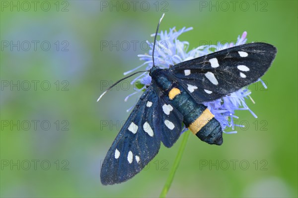 Nine-spotted moth (Amata phegea)