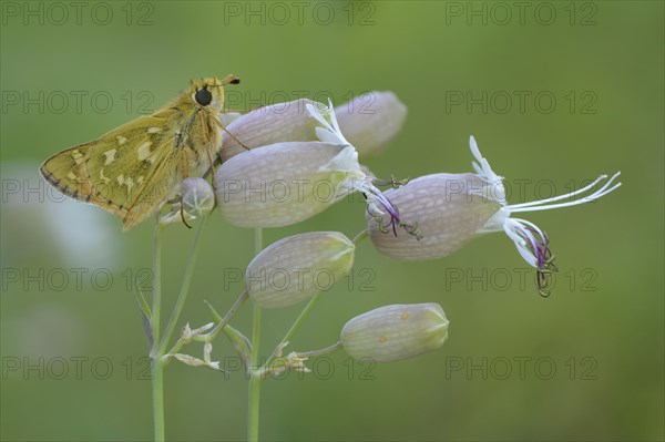 Silver-spotted Skipper