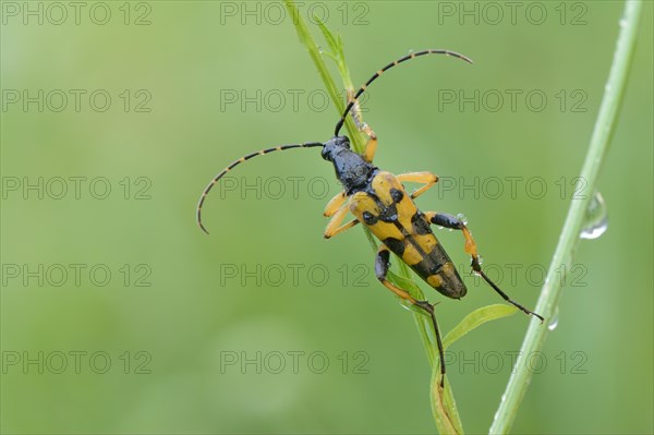 Spotted Longhorn beetle (Rutpela maculata)