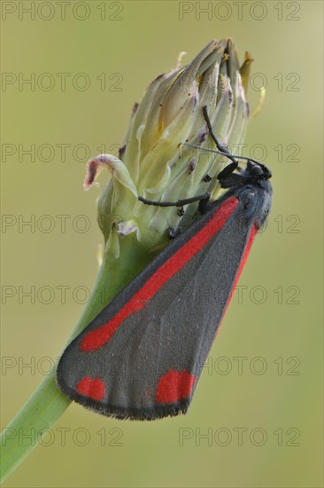 Cinnabar Moth (Tyria jacobaeae)