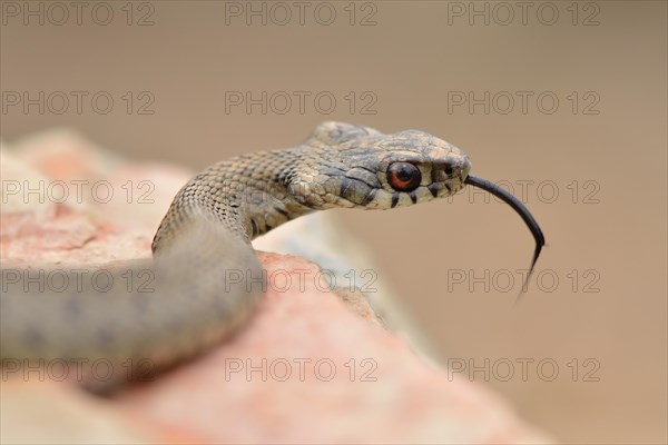 Ringed Snake (Natrix natrix astreptophora)