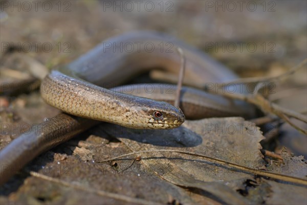 Adult Slow Worm (Anguis fragilis) basking on dry leaves