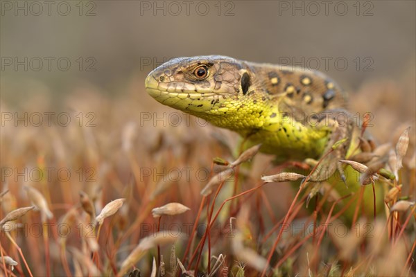 Sand Lizard (Lacerta agilis) standing amidst moss spores