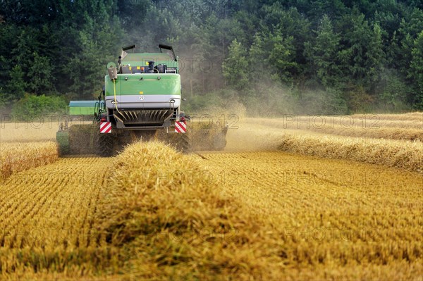 Combine harvester harvesting grain