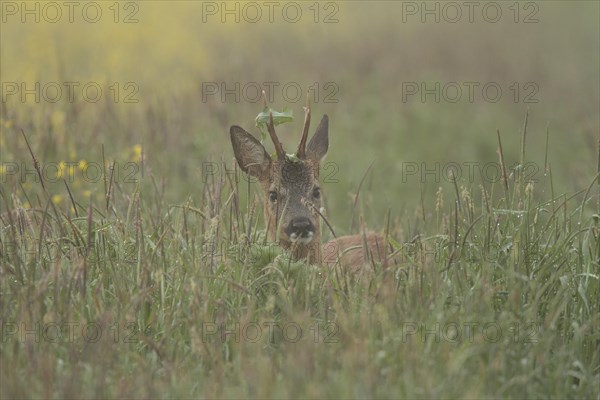 Roe deer (Capreolus capreolus)