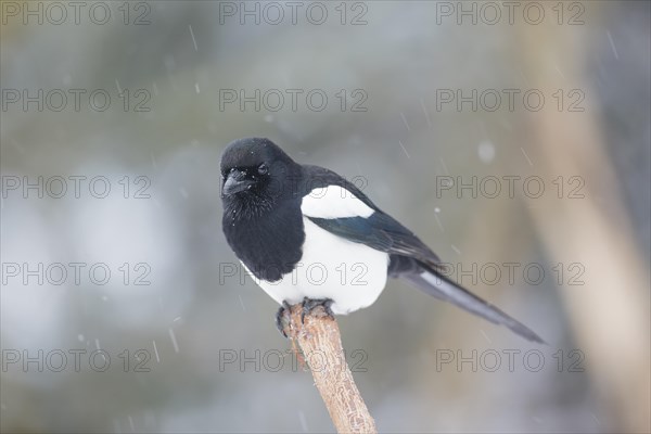 Magpie (Pica pica)