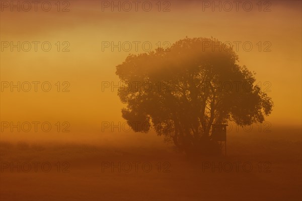 Raised hide in the morning fog at sunrise