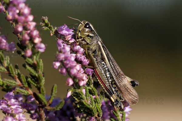 Large Marsh Grasshopper (Stethophyma grossum)