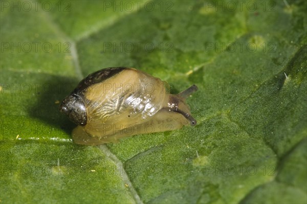 Common Amber Snail (Succinea putris)