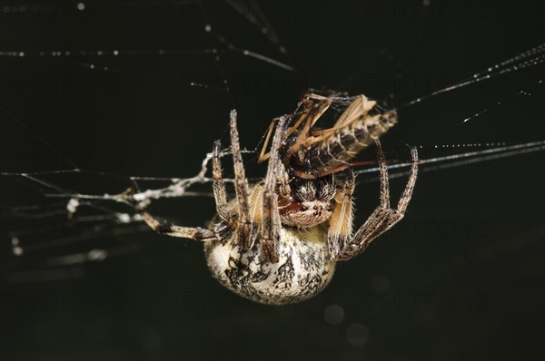 Furrow Orb-weaver Spider (Larinioides cornutus)