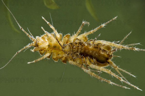 Waterlouse (Asellus aquaticus)