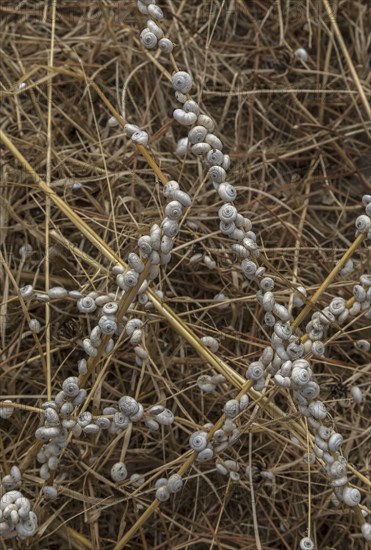 Accumulation of Mediterranean sand snails (Theba pisana) on dry stalks