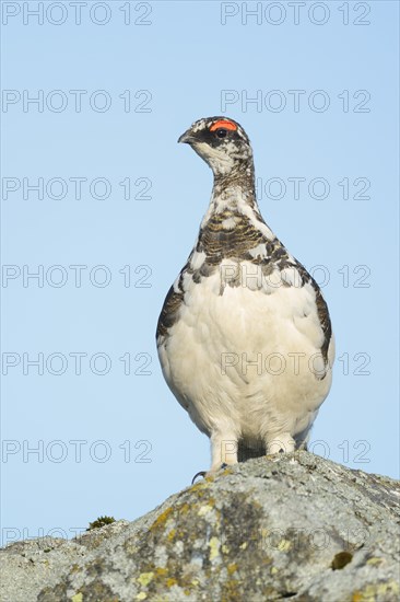 Rock Ptarmigan (Lagopus muta) adult male