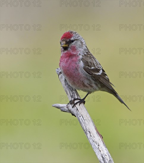 Common Redpoll (Carduelis flammea) adult male