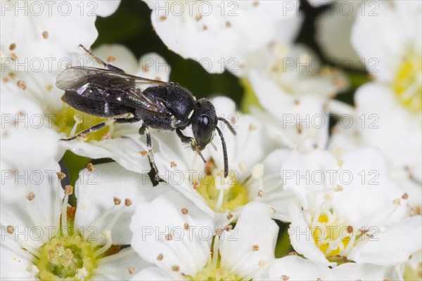 Hairy Yellow-face Bee (Hylaeus hyalinatus) adult female