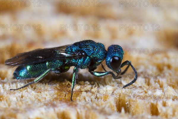 Cuckoo Wasp (Trichrysis cyanea) adult female