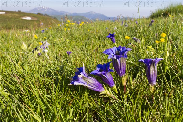 Stemless gentian (Gentiana acaulis) flowering