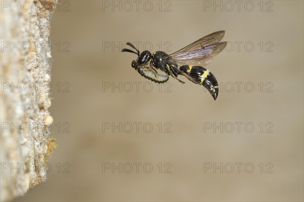 Willow Mason-wasp (Symmorphus bifasciatus)