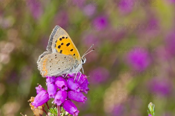 Small Copper butterfly (Lycaena phlaeas) adult male perched on bell heather