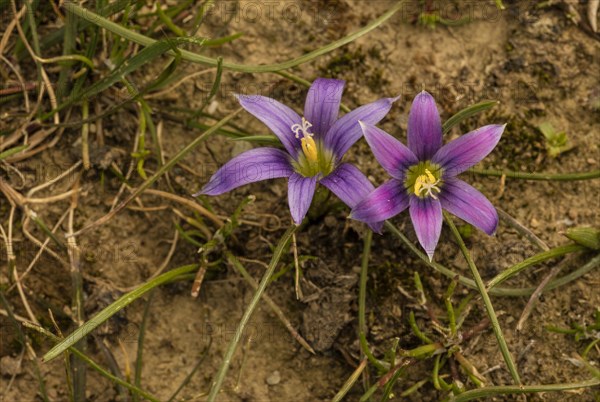 Sand-crocus (Romulea bulbocodium)