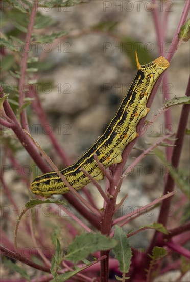 White-lined sphinx (Hyles lineata) caterpillar