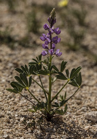 Arizona lupine (Lupinus arizonicus) in flower