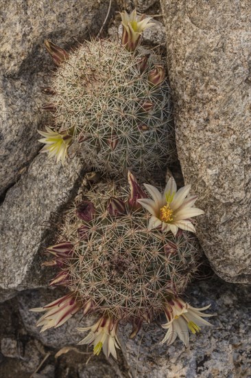 Strawberry cactus or coast fishhook cactus (Mammillaria dioica) in flower