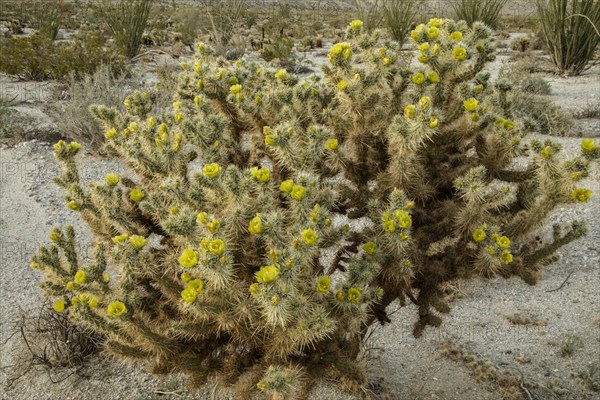 Gander's Cholla (Cylindropuntia ganderi) in flower