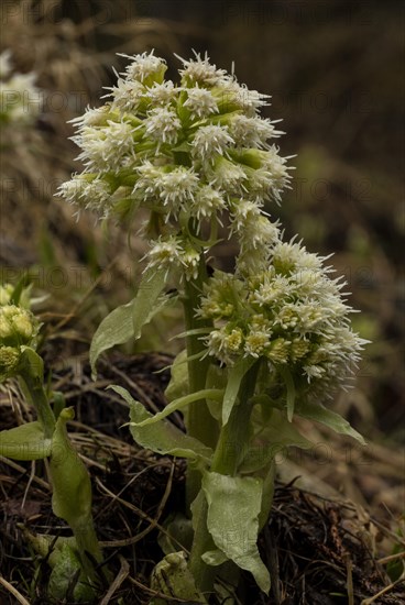 White Butterbur (Petasites albus) in flower